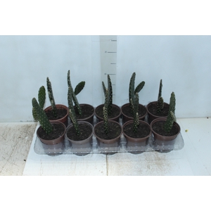 CACTUS RUBESCENS CONSOLEA P12