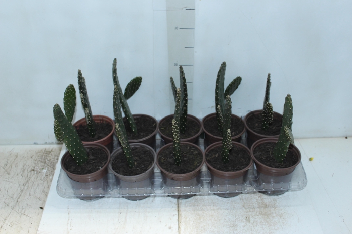 <h4>CACTUS RUBESCENS CONSOLEA P12</h4>