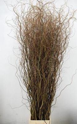 <h4>Salix babyl. 'Tortuosa'</h4>