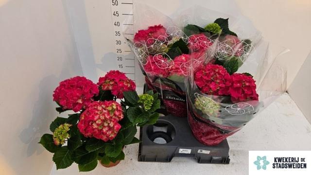 <h4>HYDR M GRUMPY</h4>