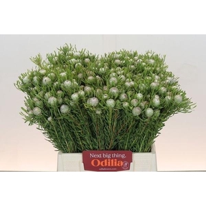 LEUCAD GA SILV PEARL