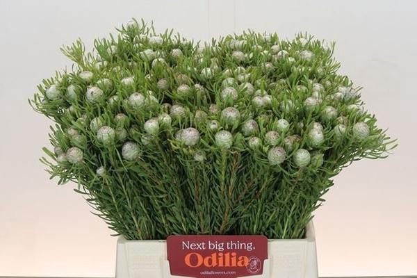 <h4>LEUCAD GA SILV PEARL</h4>