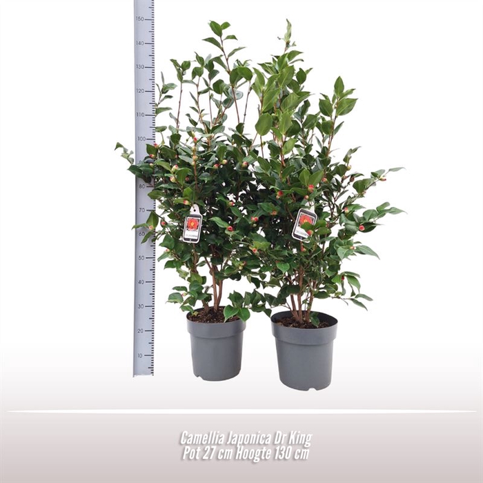 <h4>Camellia Japonica Dr King</h4>