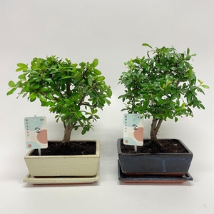 Pyracantha Bonsai Traditional 20 cm