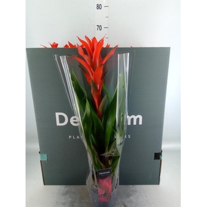 Guzmania  'Ostara'