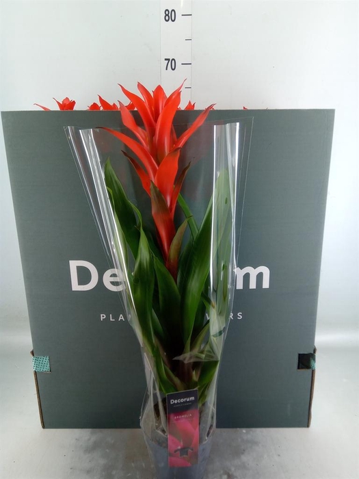 <h4>Guzmania  'Ostara'</h4>