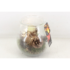 arr4 Amaryllis MB - Glas bolbuik led x3