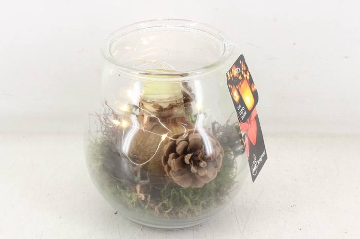 <h4>arr4 Amaryllis MB - Glas bolbuik led x3</h4>