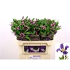 Clem Di Bl Pirouette