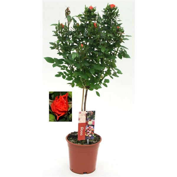 <h4>Roos op stam, Oranje</h4>