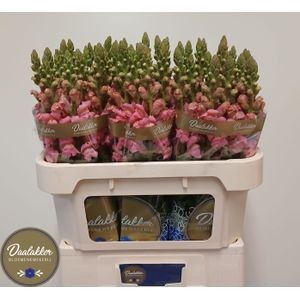 <h4>ANTIR AVIGNON ROSE</h4>
