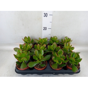 Crassula ovata 'Sunset'