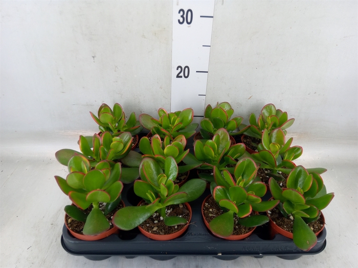 <h4>Crassula ovata 'Sunset'</h4>