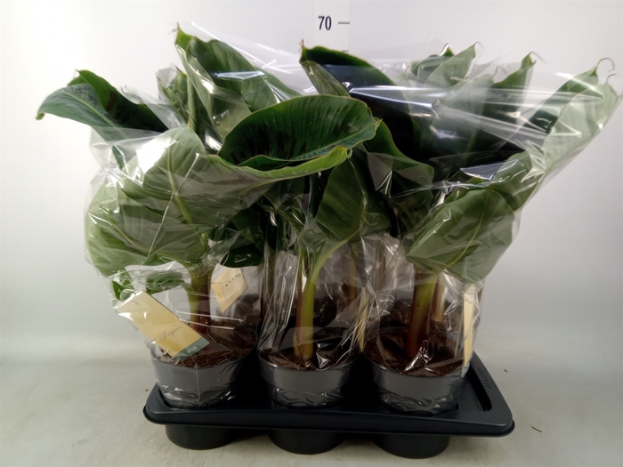 <h4>Musa  'Tropicana'</h4>
