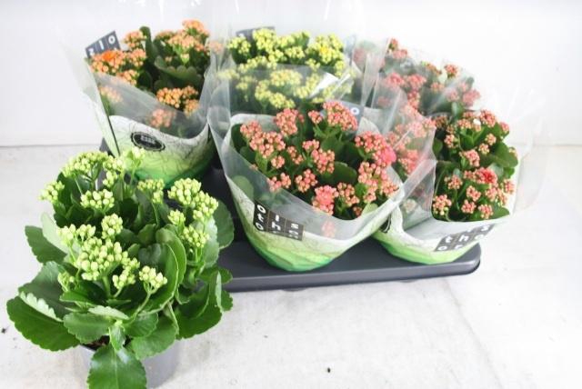 <h4>KAL GE GEM 5 KL</h4>