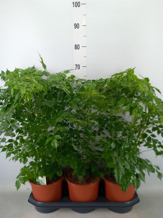 <h4>Radermachera sinica</h4>