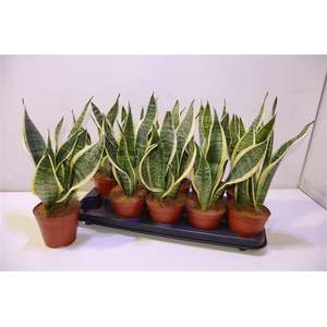 arr8 Sansev Futura Superb