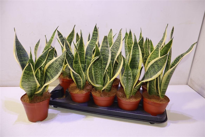 <h4>arr8 Sansev Futura Superb</h4>