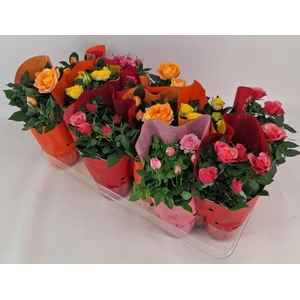 Potroos Mix P10,5 Dolc'Amore® Metallic Ton Sur Ton