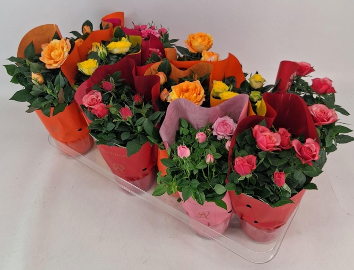 <h4>Potroos Mix P10,5 Dolc'Amore® Metallic Ton Sur Ton</h4>