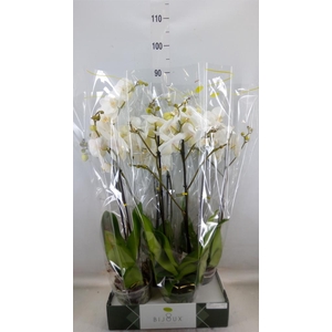 Phalaenopsis   ...white