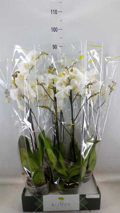 <h4>Phalaenopsis ...white</h4>