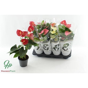 ANTHURIUM MIX P14