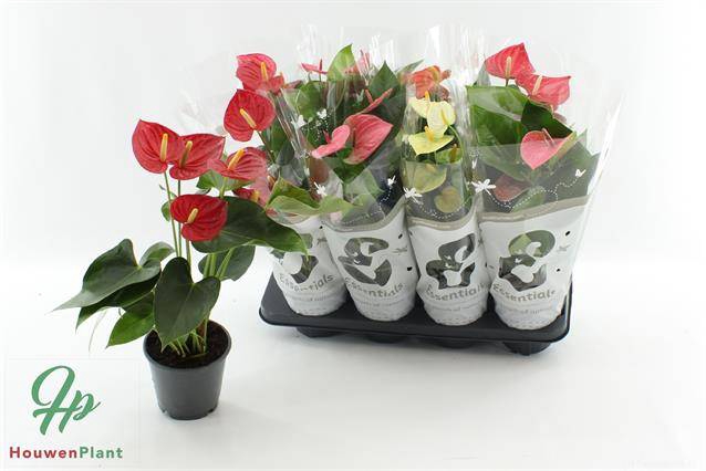 ANTHURIUM MIX P14