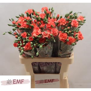 Di Tr Orange Amelie
