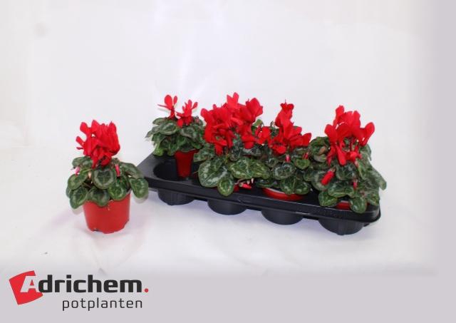 <h4>CYCL MD SUP ALLURE</h4>