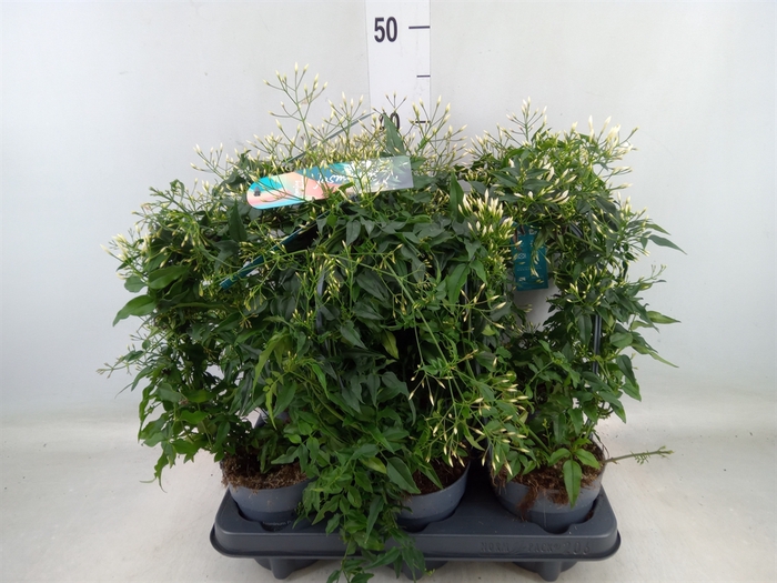 <h4>Jasminum polyanthum</h4>