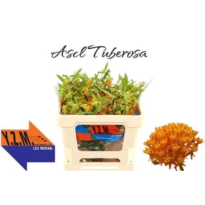 ASCL TUBEROSA