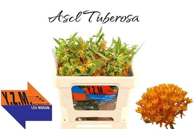 <h4>ASCL TUBEROSA</h4>