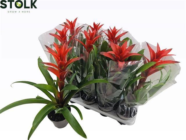 <h4>GUZM AMORETTO</h4>