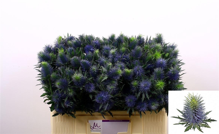 Eryn Supernova Qstar