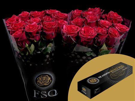 <h4>R Gr Red Panther</h4>