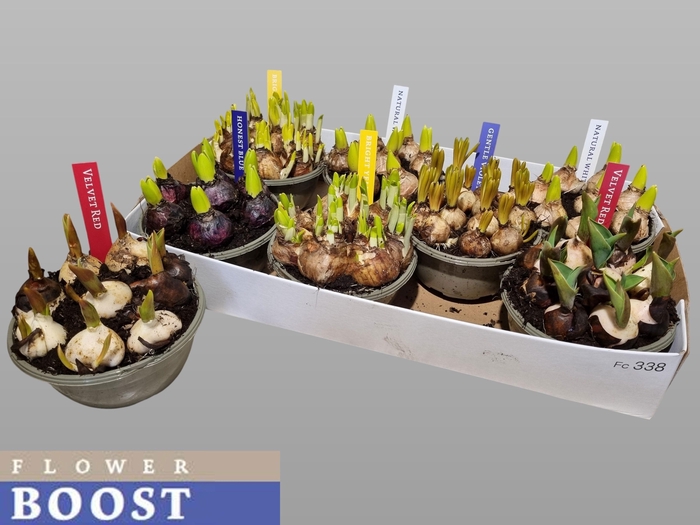 <h4>BOLBLOEMEN GEM</h4>