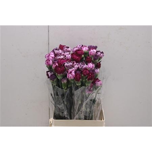 Di St Rainbow Mix Purple