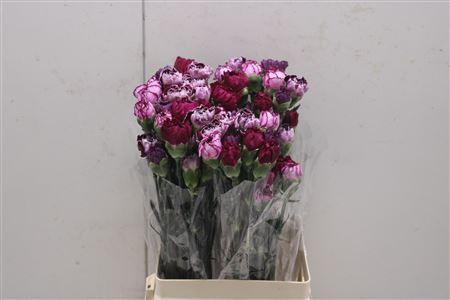 <h4>Di St Rainbow Mix Purple</h4>