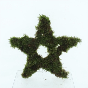 Moss Star Medium