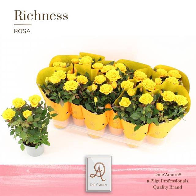 <h4>ROSA YELLOW P10.5 DOLC'AMORE(R)</h4>