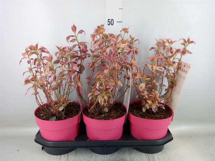 <h4>Hydrangea serrata</h4>