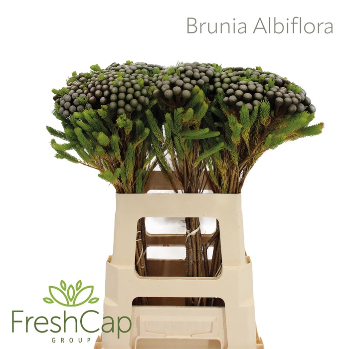 <h4>Brunia Albiflora</h4>