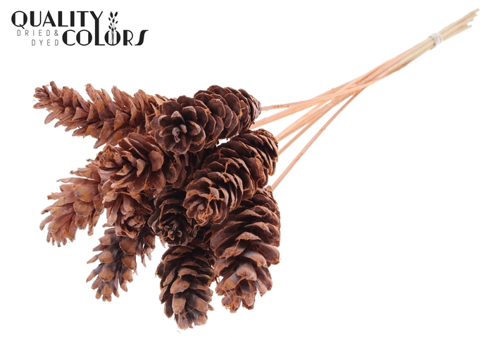 Strobus 10-15cm on stem Frosted Salmon