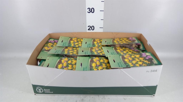 <h4>Narcissus ...flowerbulbs</h4>