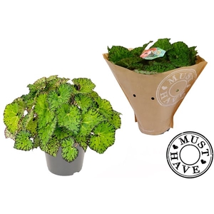 Bladbegonia Rex Lime Fever Must Have