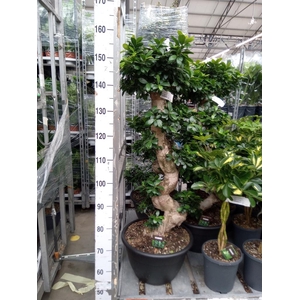 Ficus microcarpa 'Ginseng'