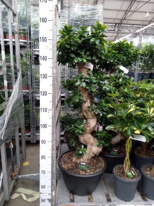 <h4>Ficus microcarpa 'Ginseng'</h4>