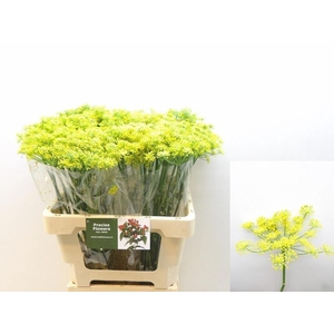 FOENICULUM VULGARE