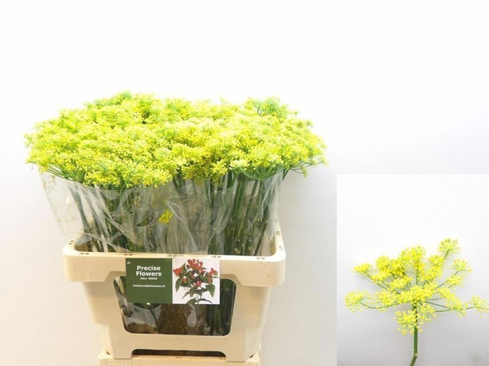 <h4>FOENICULUM VULGARE</h4>